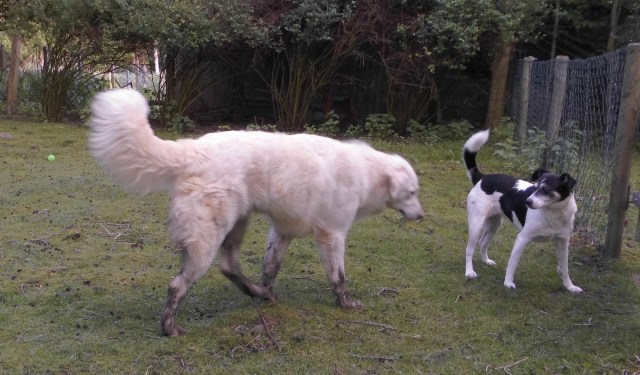 Campa-Giada-05.06.2017-a