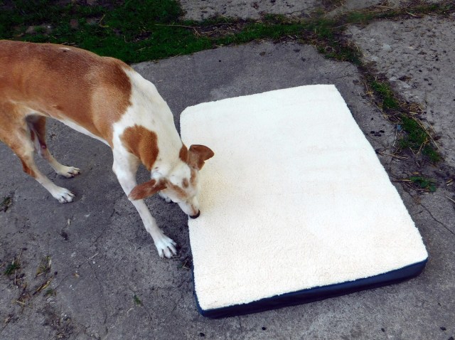 Chica Bett 22.07.2020 a