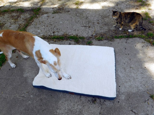 Chica Bett 22.07.2020 b