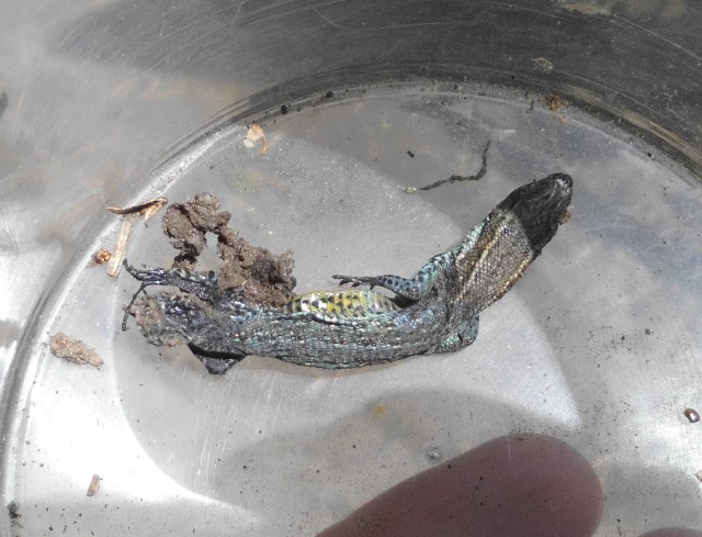 Eidechse 23.06.2020 d