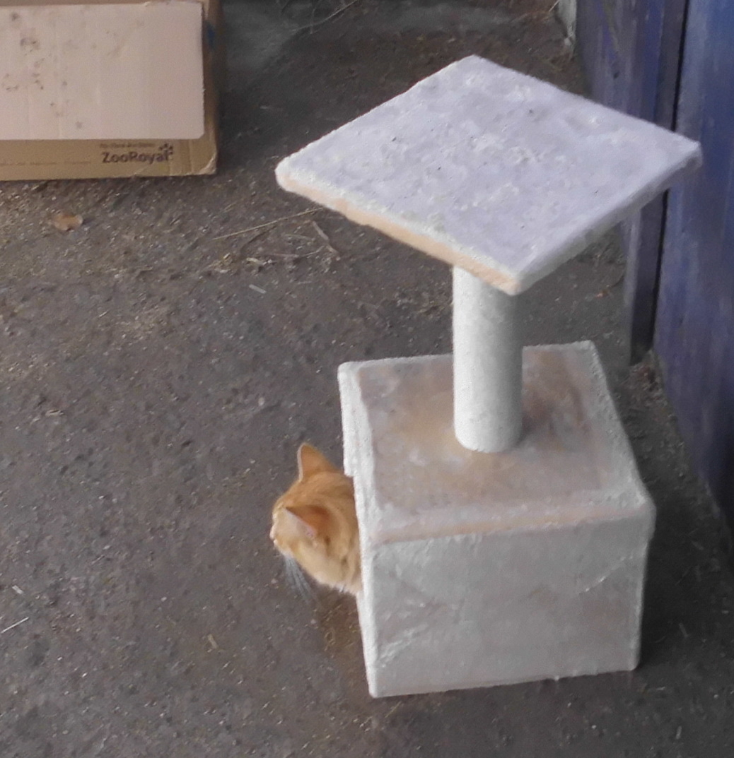 Ginger Kratzbaum 11.07.2020 a