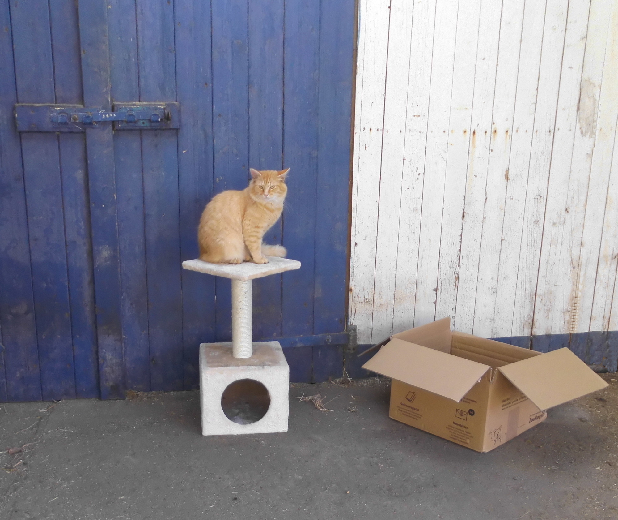 Ginger Kratzbaum 11.07.2020 b