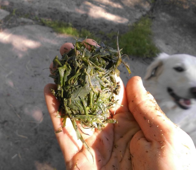 Graswickel 15.06.2020 a