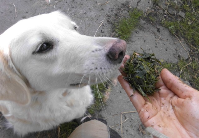 Graswickel 15.06.2020 d