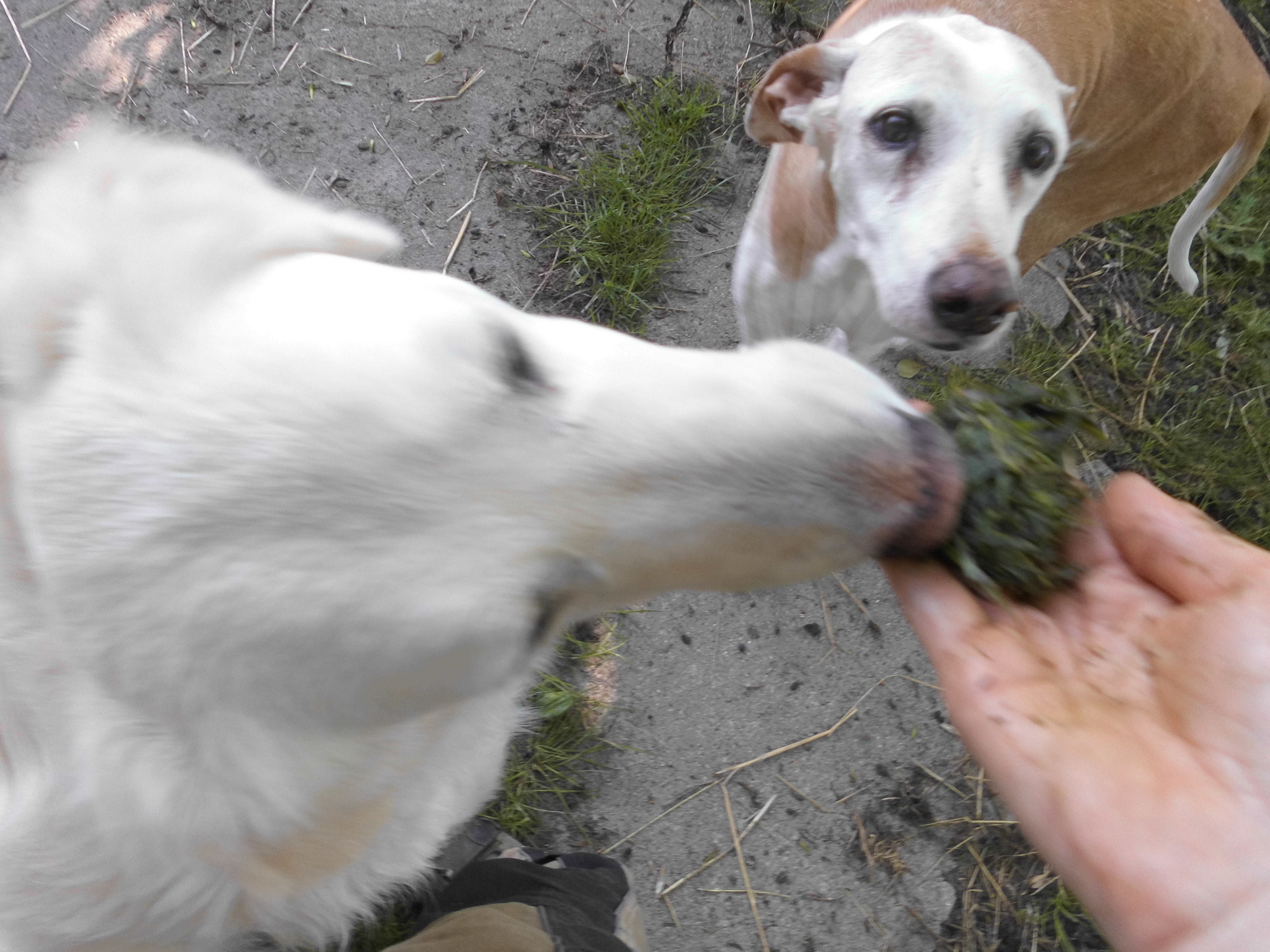 Graswickel 15.06.2020 f