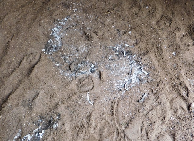 Hufpflege 27.07.2020 a