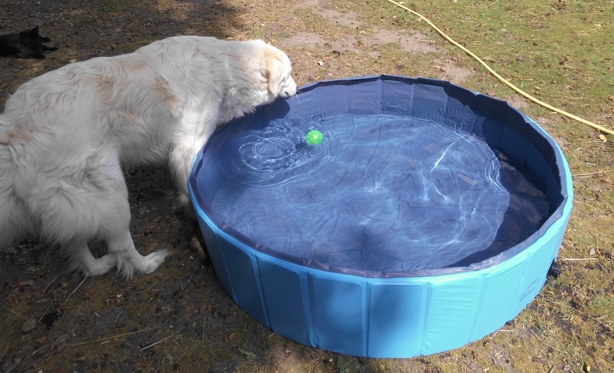 Hundepool 01.07.2020 a