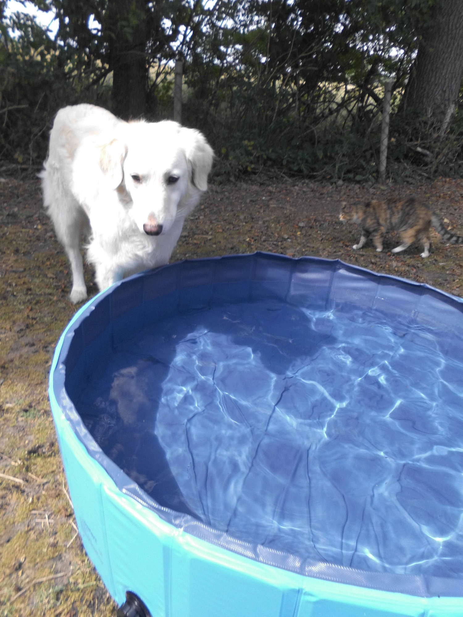 Hundepool 01.07.2020 b