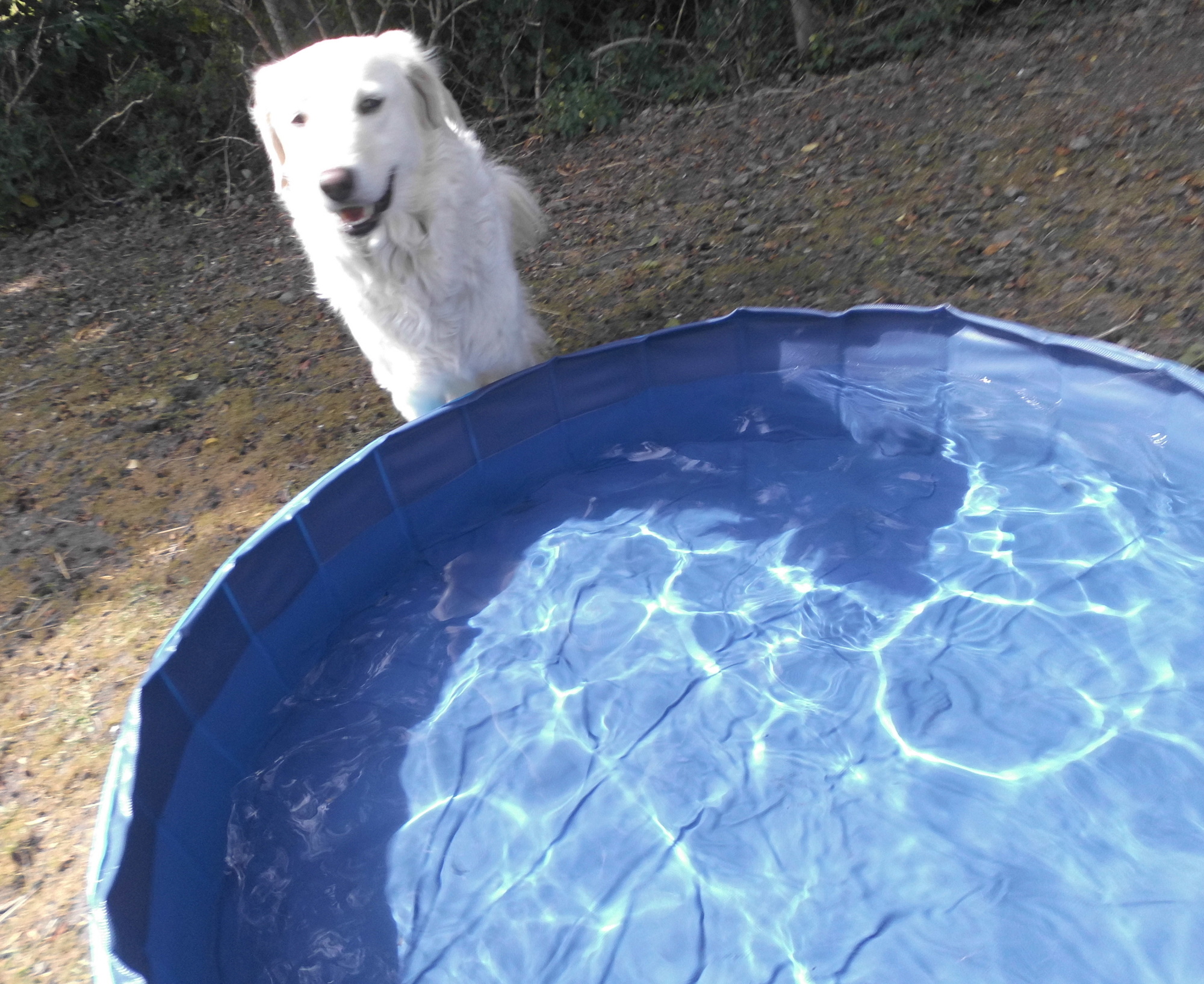 Hundepool 01.07.2020 c