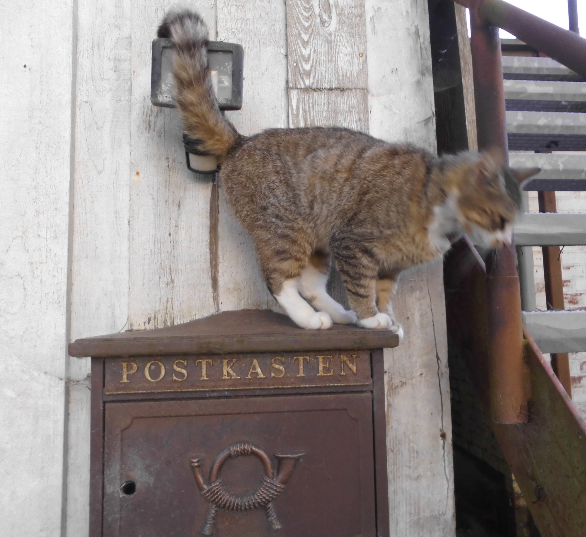 Katze Postkasten 15.06.2020 a