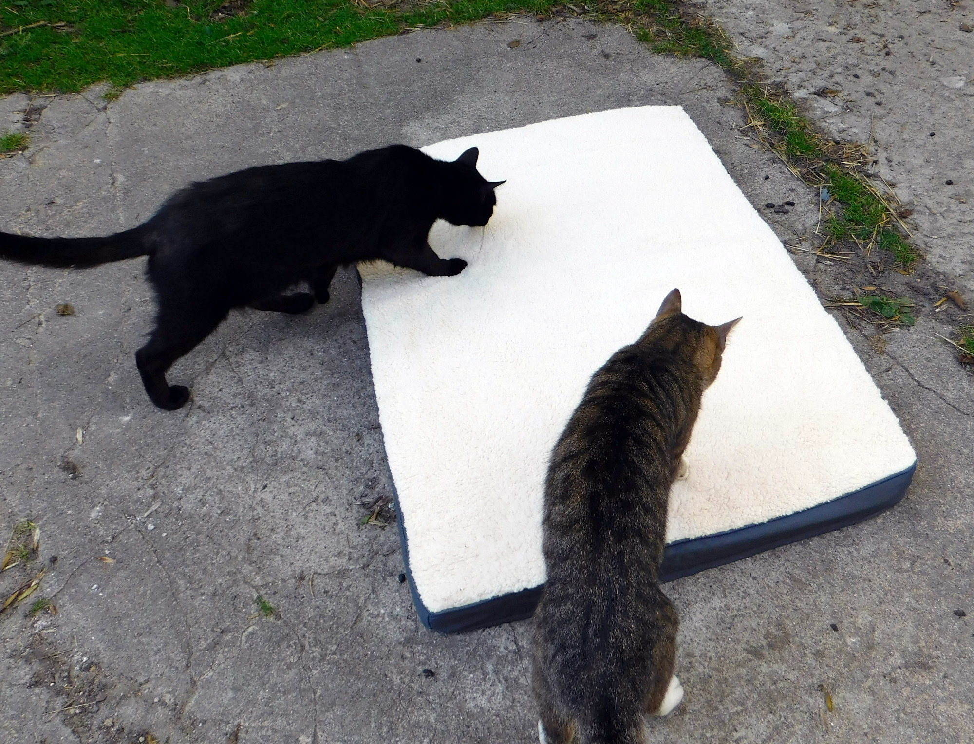 Katzen Bett 22.07.2020 a