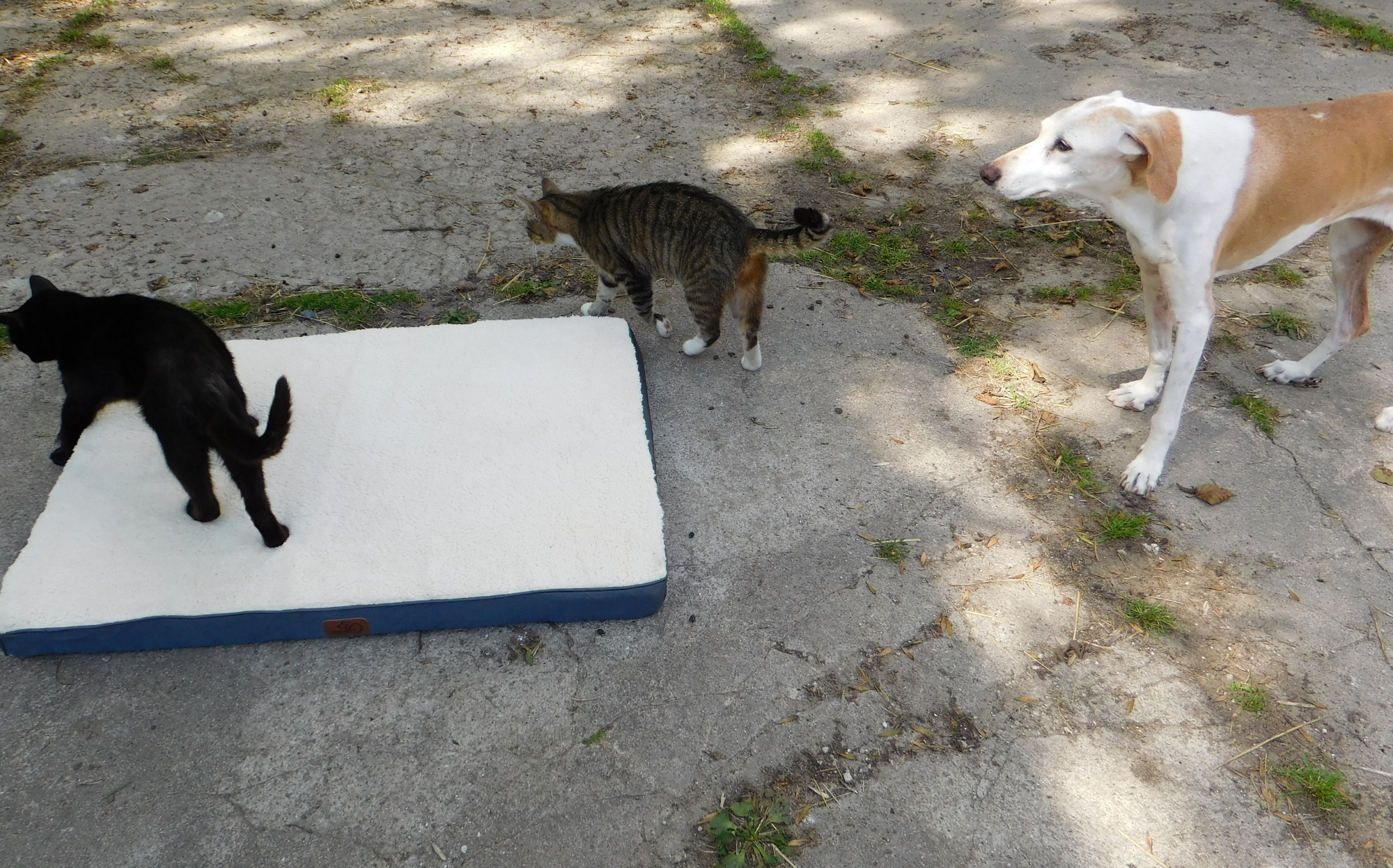 Katzen Chica Bett 22.07.2020 a