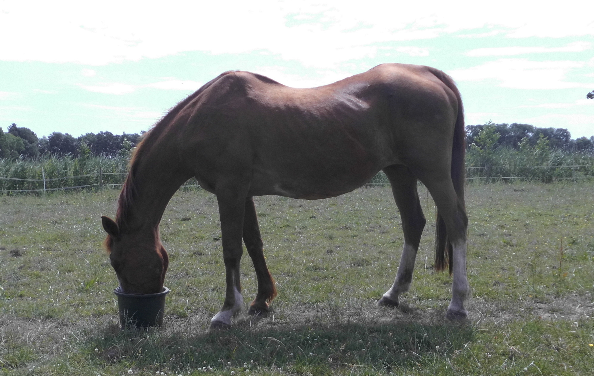 Miranda 25.06.2020 f