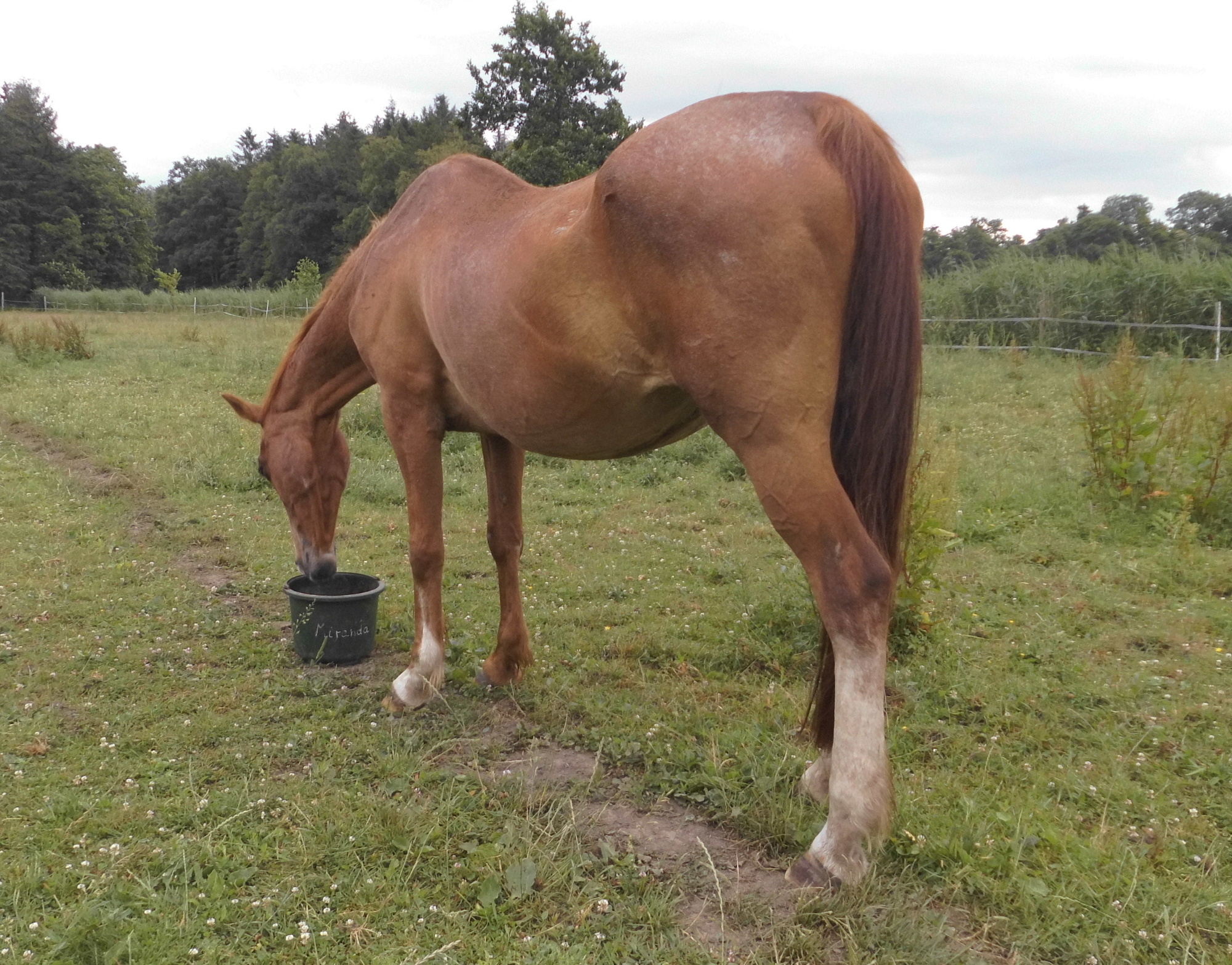 Miranda 28.06.2020 f