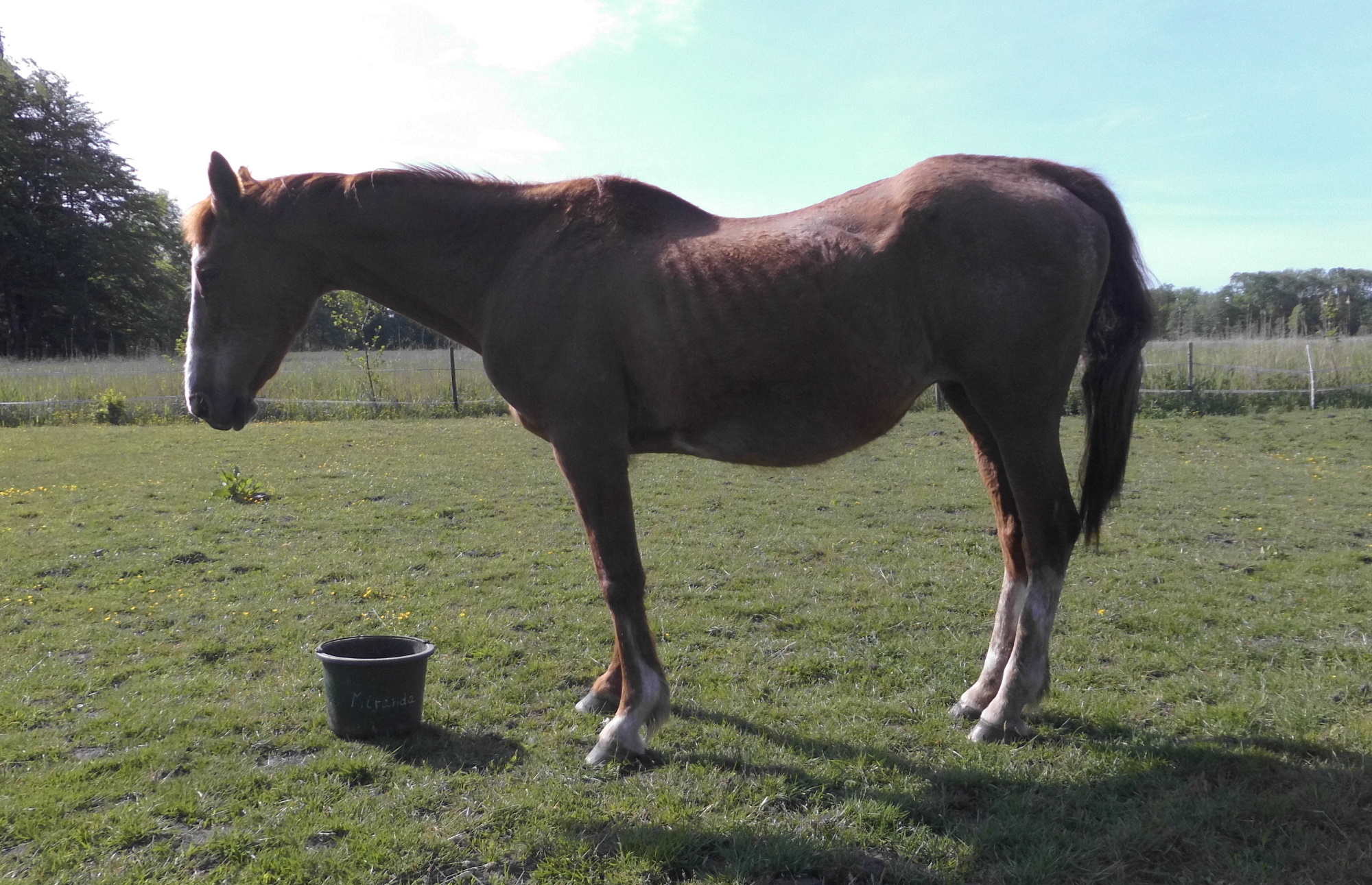 Miranda 31.05.2020 f