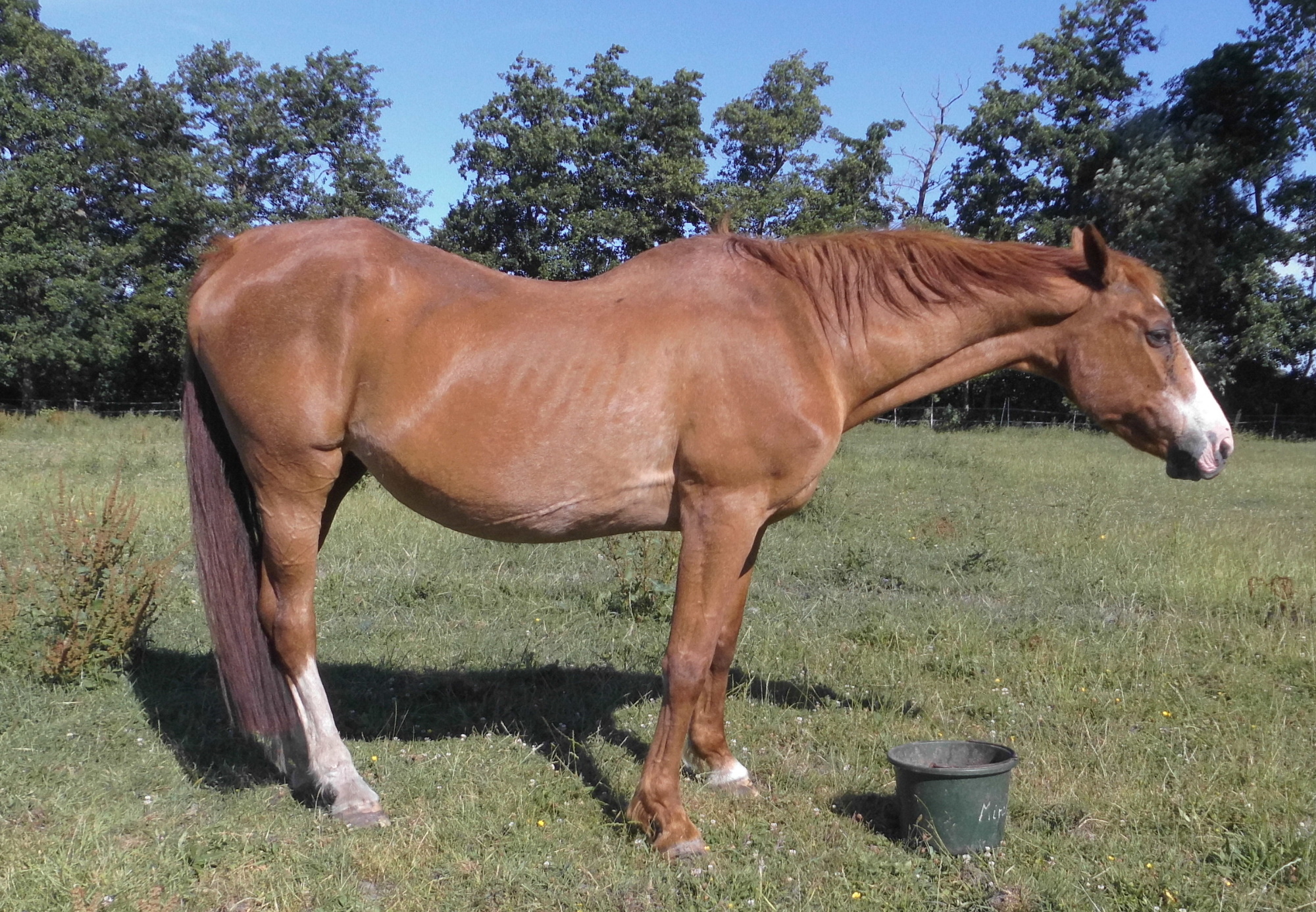 Miranda Fellglanz 29.06.2020 a