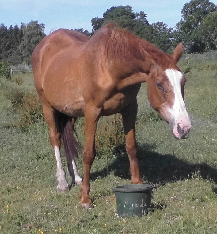 Miranda Fellglanz 29.06.2020 E