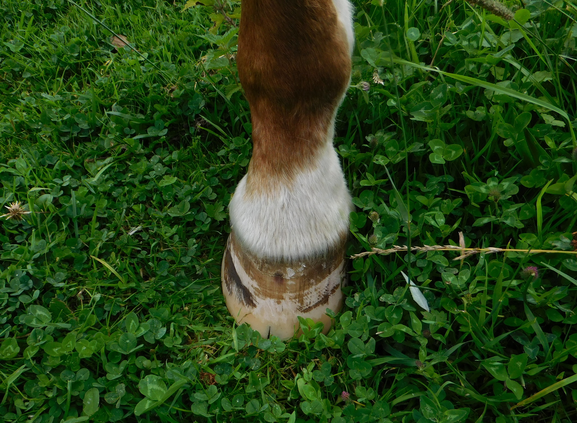 Miranda Huf vorne links 27.07.2020 a