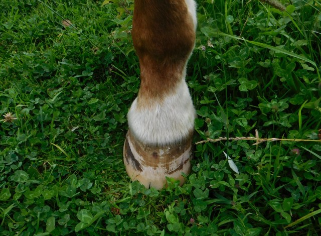 Miranda Huf vorne links 27.07.2020 a