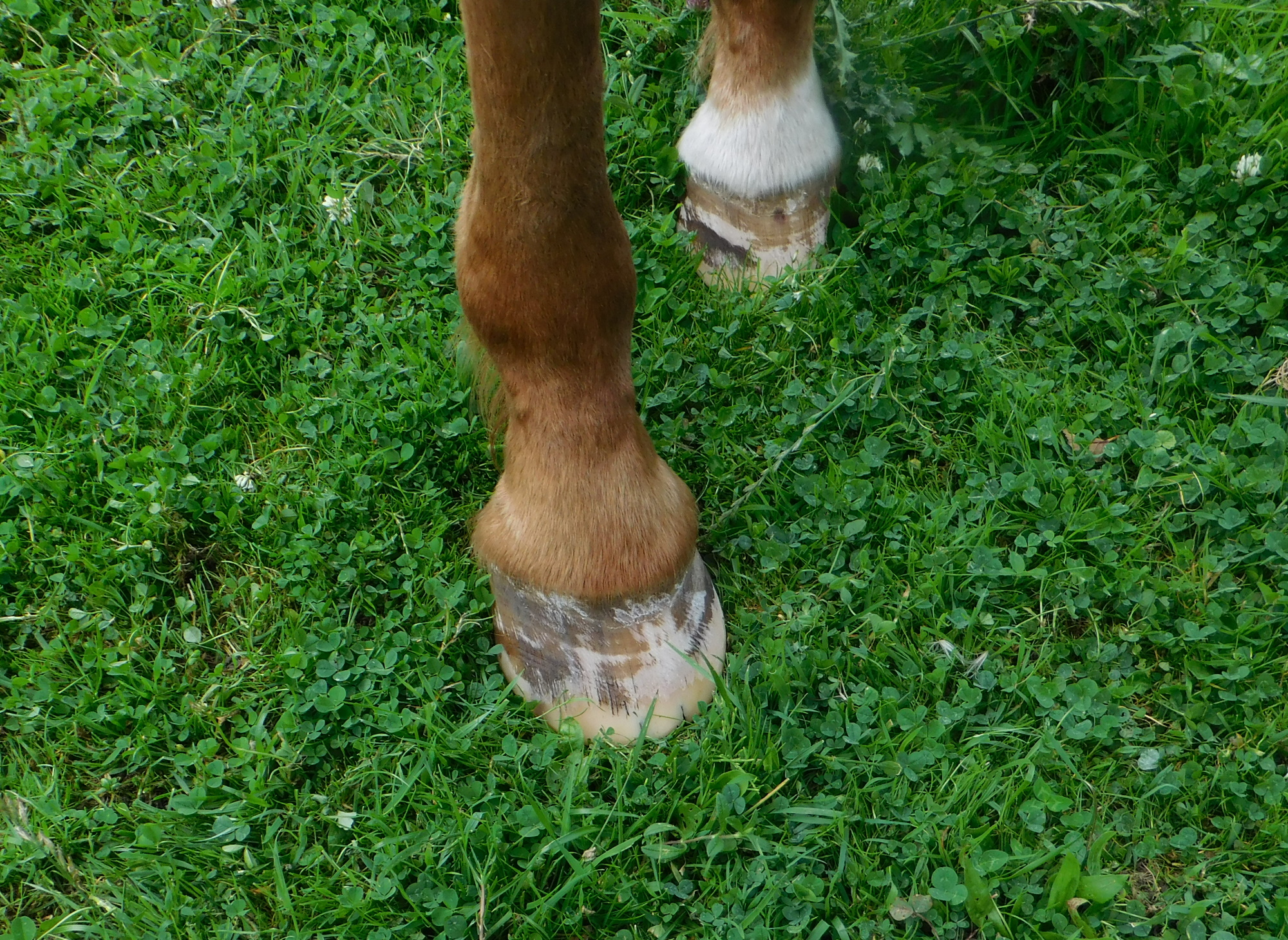 Miranda Huf vorne rechts 27.07.2020 a