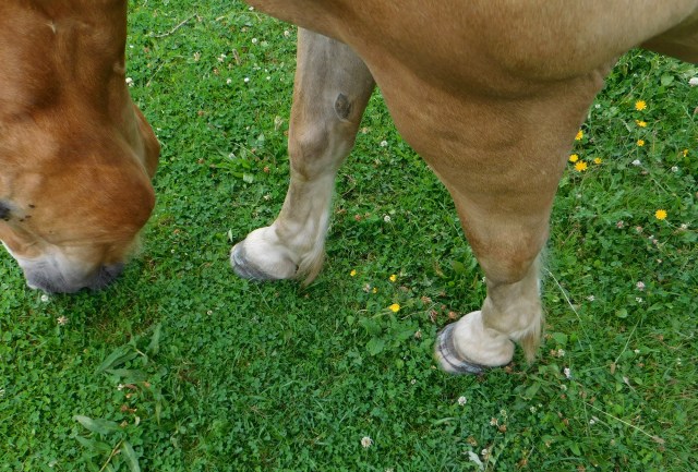 Nielsson Hufe 27.07.2020 a