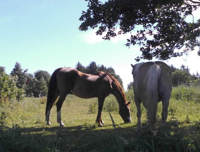 Pferde 29.06.2020 a