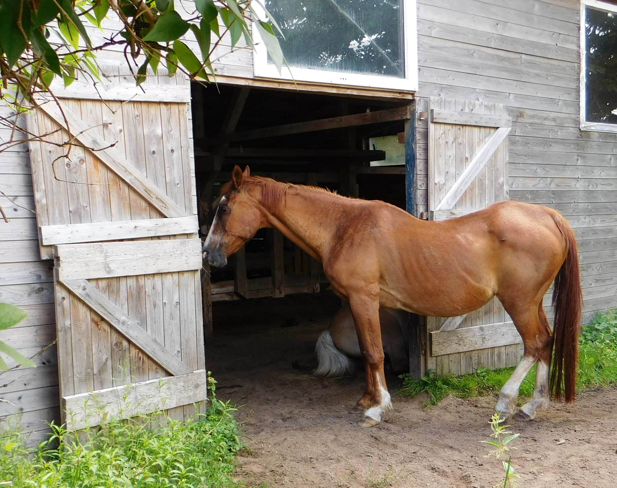 Pferde schlafen Stall 19.07.2020 a