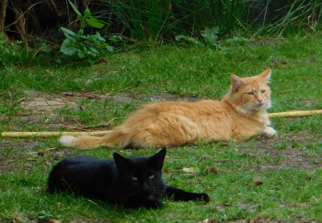 Baghira Ginger 08.08.2020 c