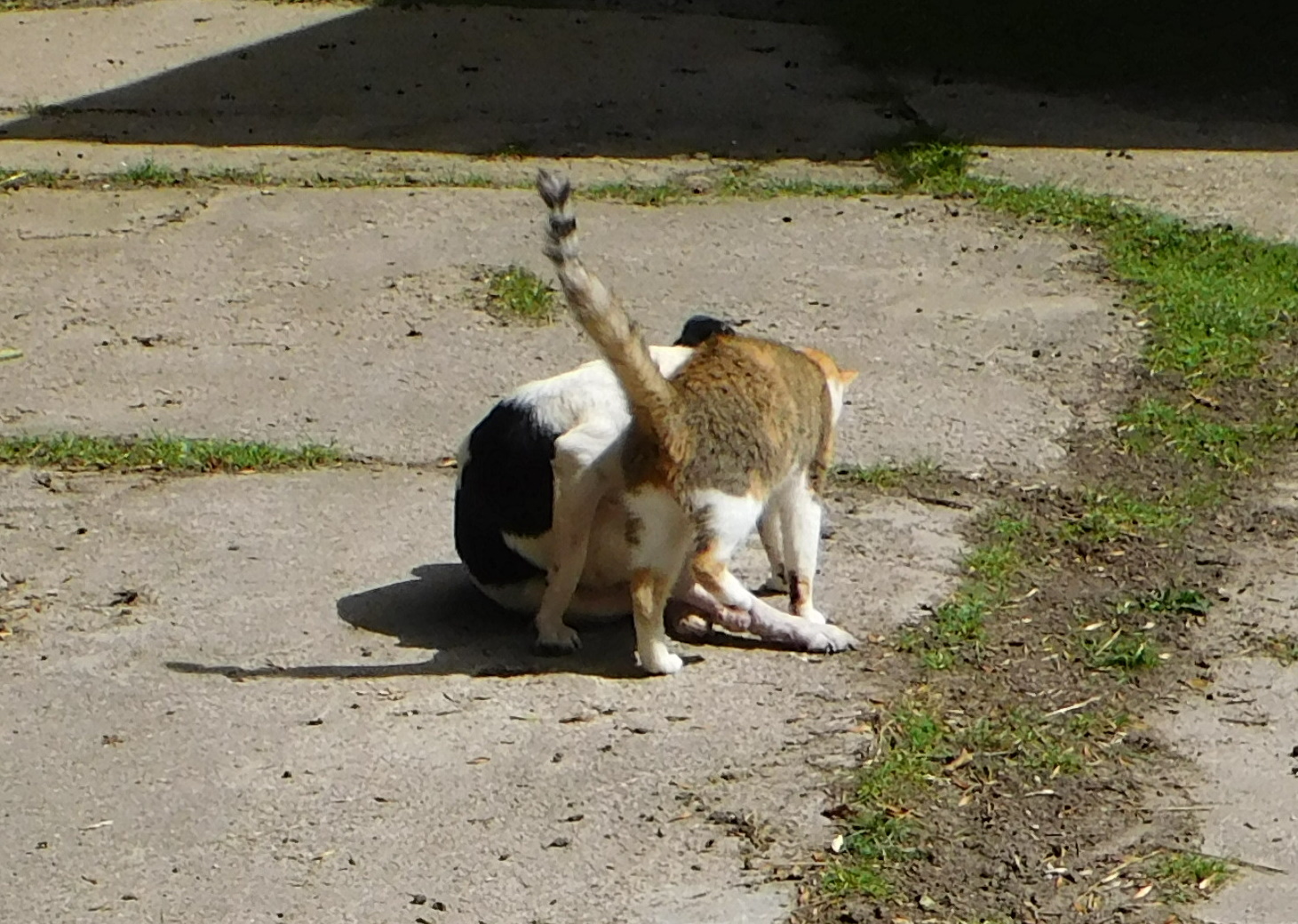 Campa Goldie 30.07.2020 a