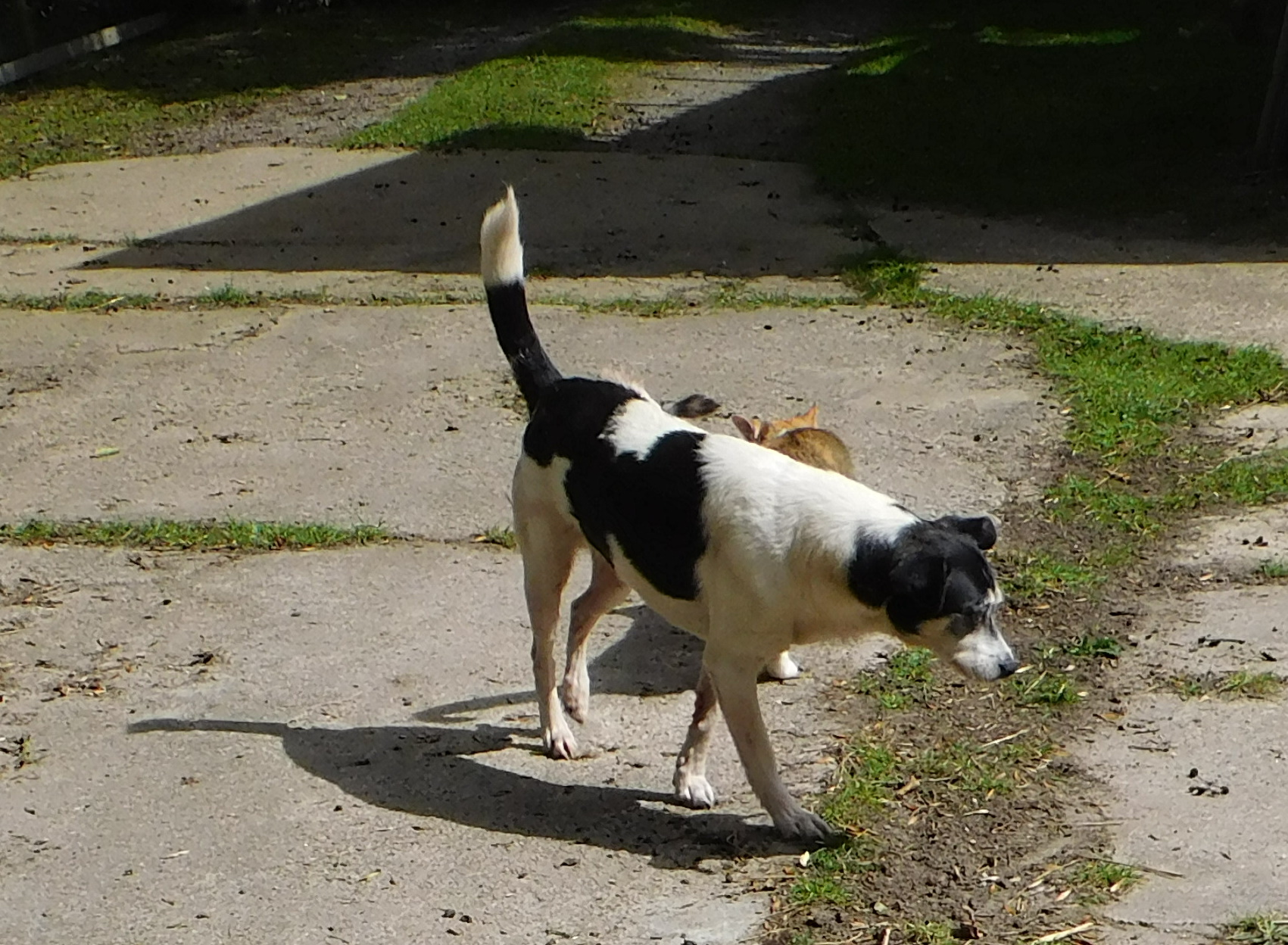 Campa Goldie 30.07.2020 b