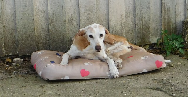 Chica Bett 13.08.2020 d