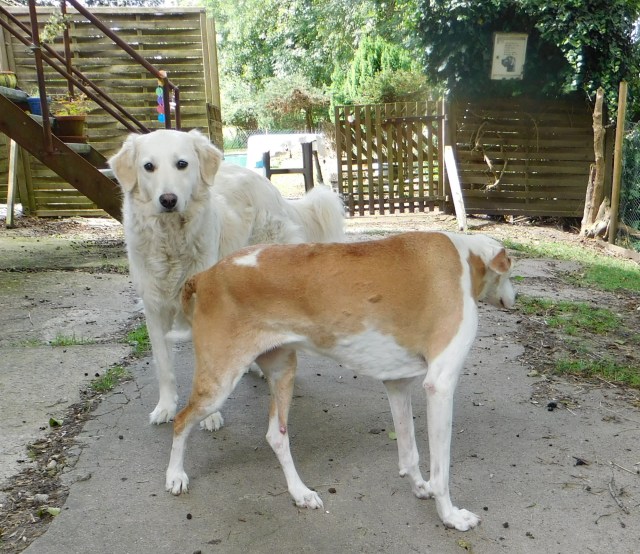 Chica Giada 30.07.2020 a