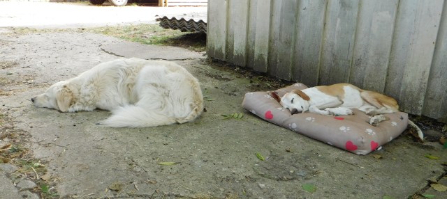 Chica Giada Bett 13.08.2020 e