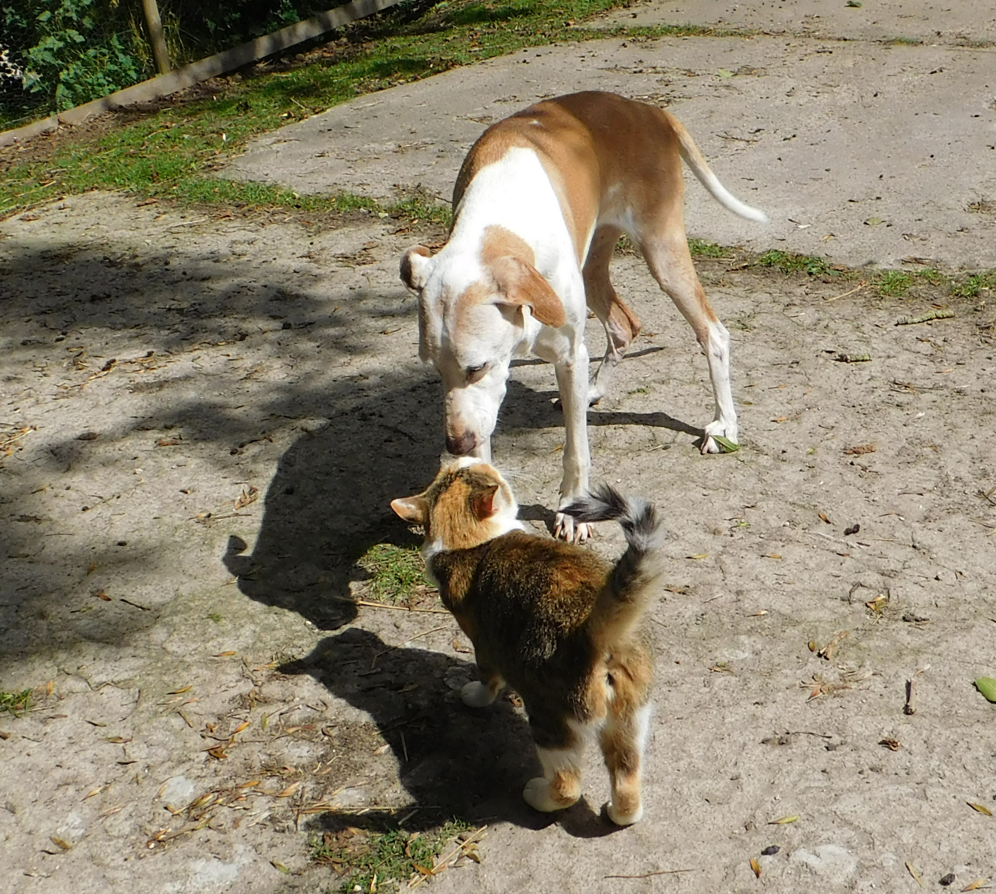 Chica Goldie 30.07.2020 b