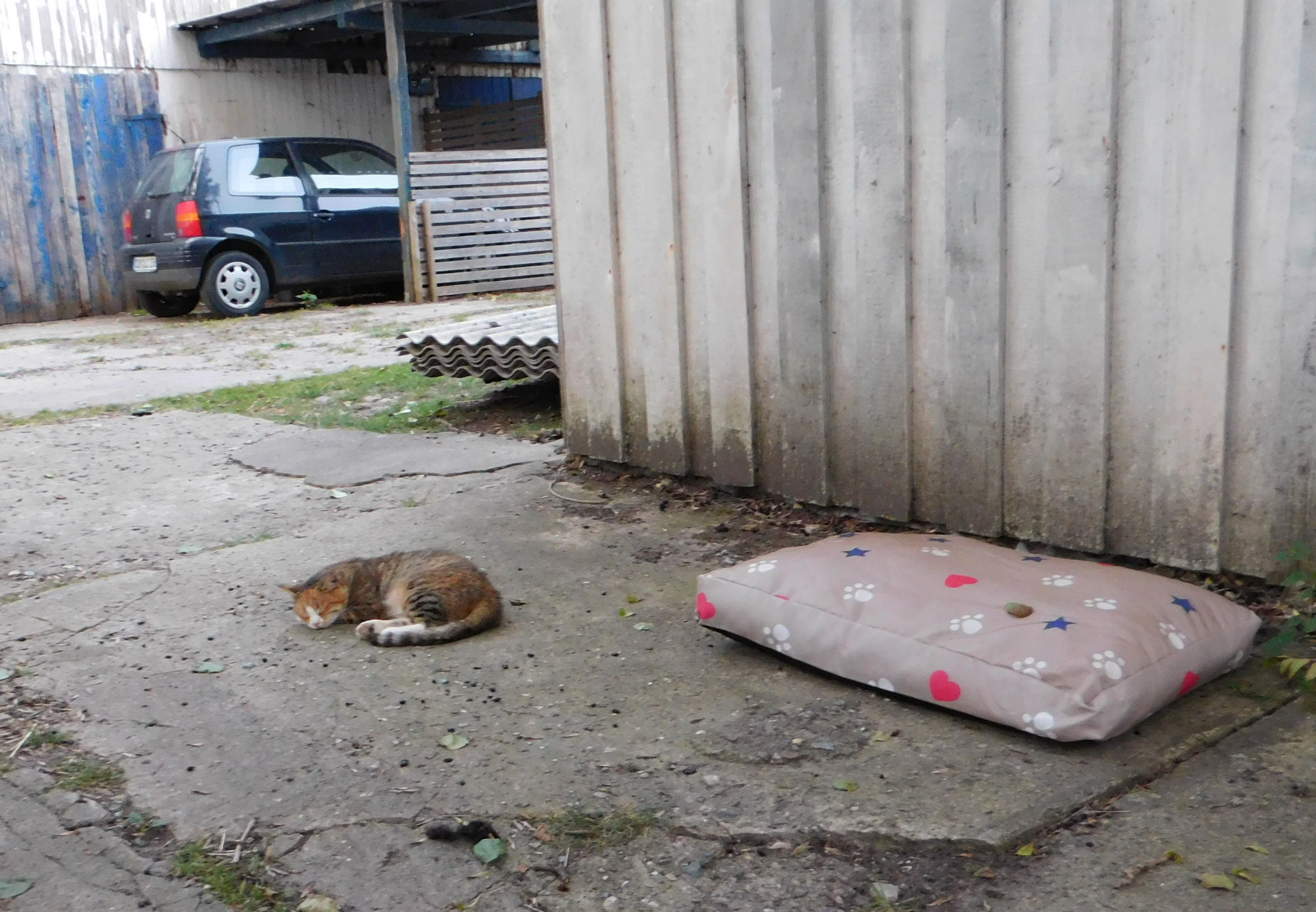 Face und das Kissen 08.08.2020