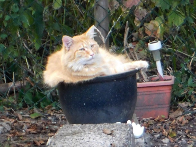 Ginger Topfblume 08.08.2020 b