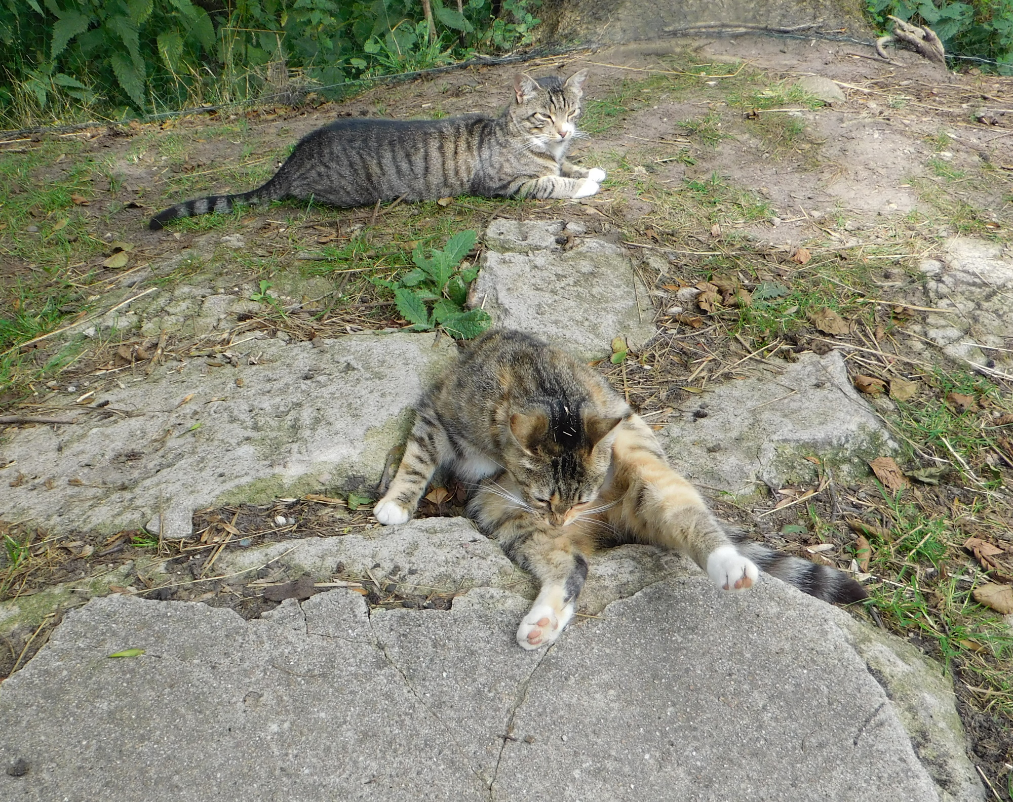 Moni Sissy 30.07.2020 a