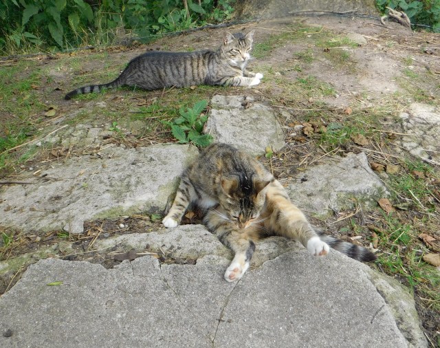 Moni Sissy 30.07.2020 a