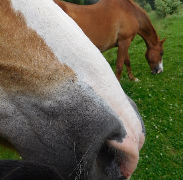 Nielsson und Miranda 27.07.2020 a
