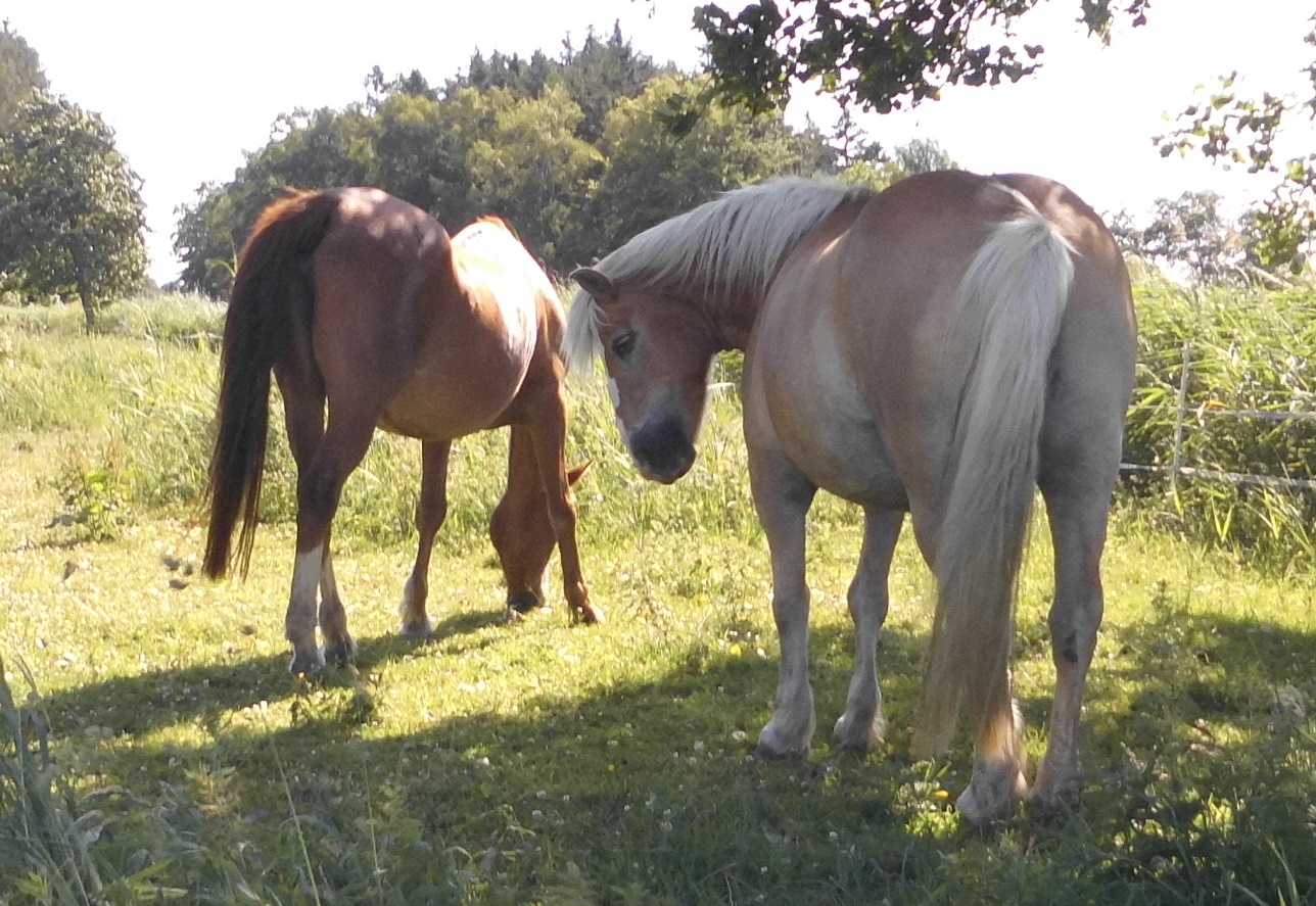 Pferde 29.06.2020 f