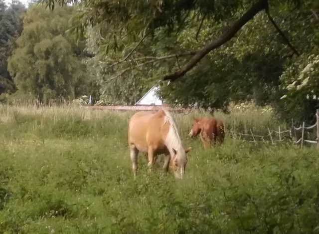 Pferde Weide 16.06.2020 n