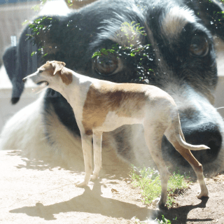 chica-campa-doppelbelichtung-1