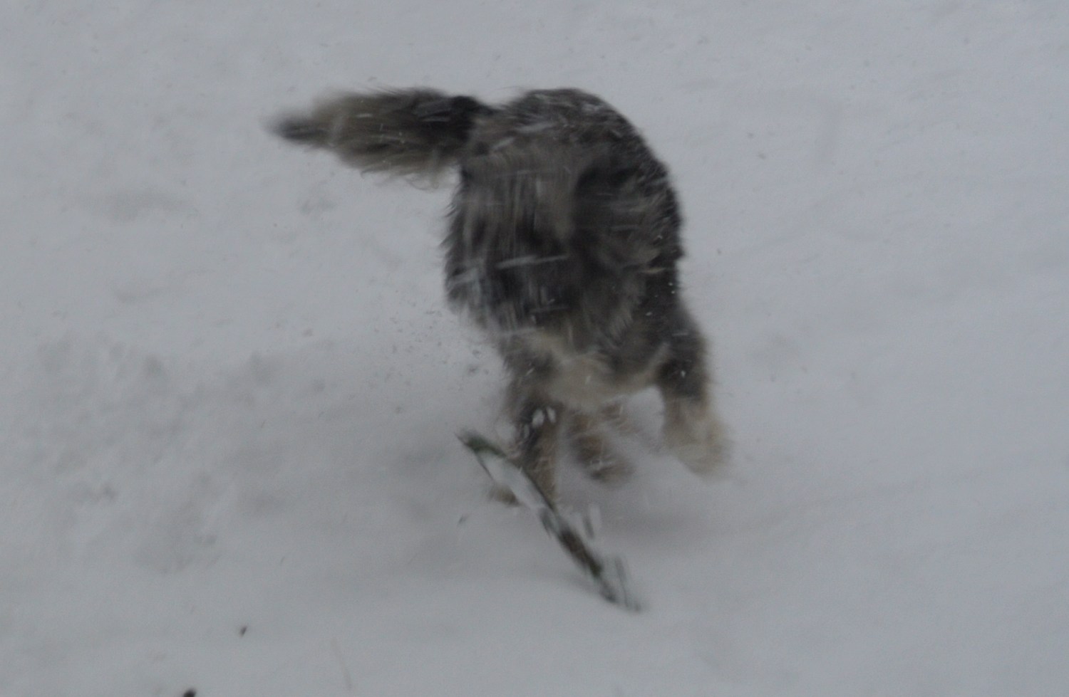 Grinsende Hunde: Ein Dalmatiner-Herz erobert!, image size:1500x979