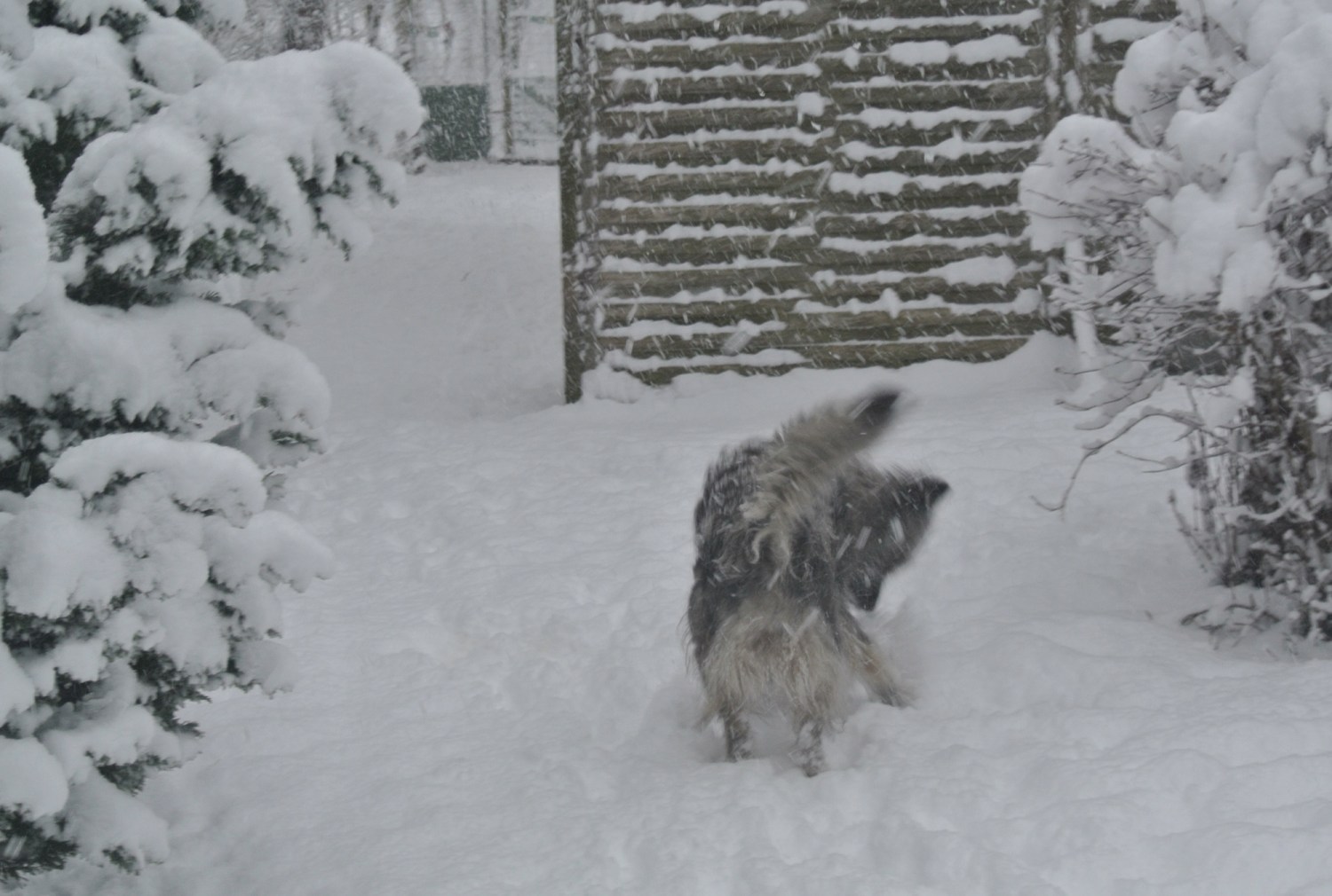 Häkelsets und Muster für Hunde | Amigurumi-Welpen und -Spielzeug | HiCrochet, image size:1500x1010