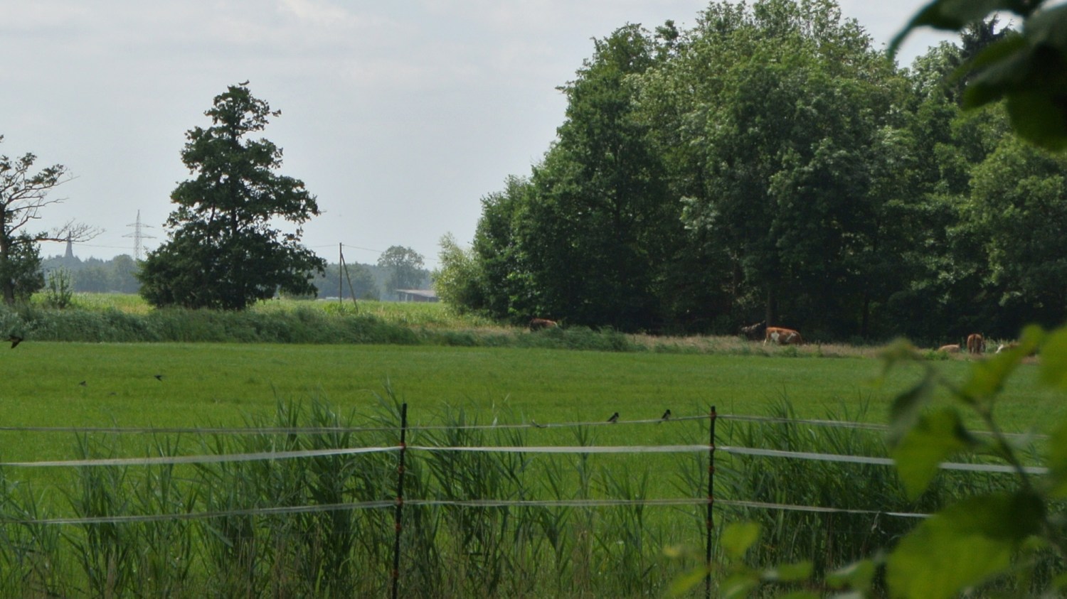 Blick über die grüne Weide, fliegende und auf einem Zaun sitzende Schwalben, Bäume im Hintergrund.