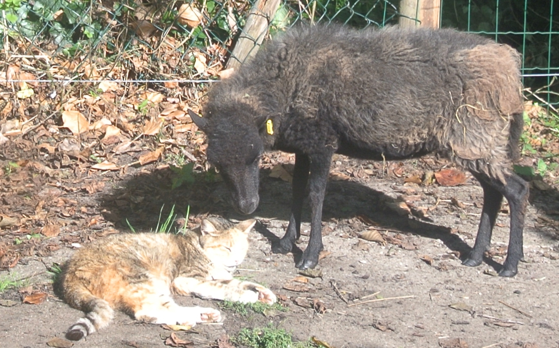 Ouessant-Schaf Dörte schnuppert in Nahaufnahme neugierig an der schlafenden Katze Face auf dem Boden des Gnadenhofs.