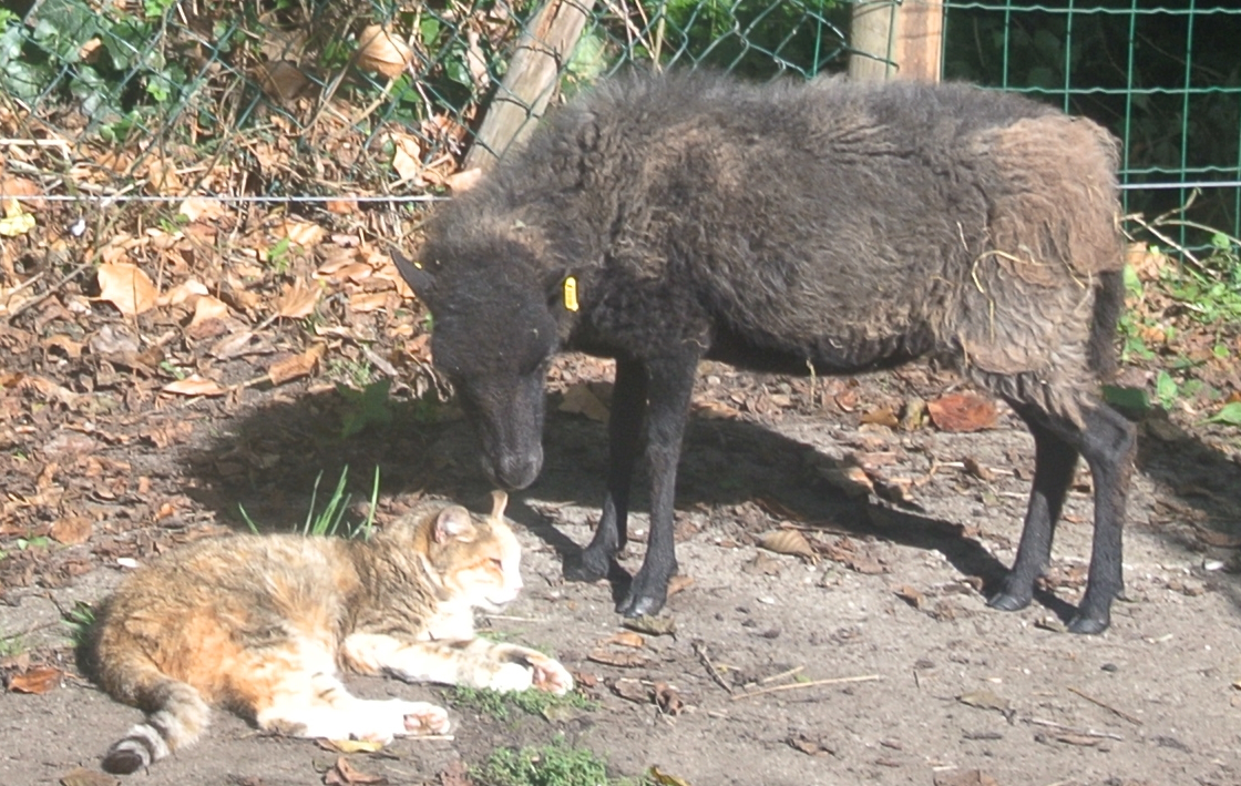 Nahaufnahme auf dem Gnadenhof: Ouessant-Schaf Dörte knabbert neugierig am Ohr der schlafenden Katze Face.
