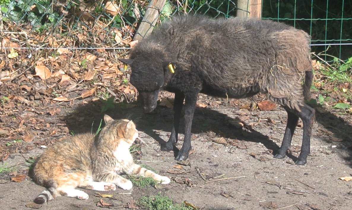 Katze Face hat den Kopf zum Ouessant-Schaf Dörte gedreht und schaut das Schaf nach dem Knabbern am Ohr direkt an.