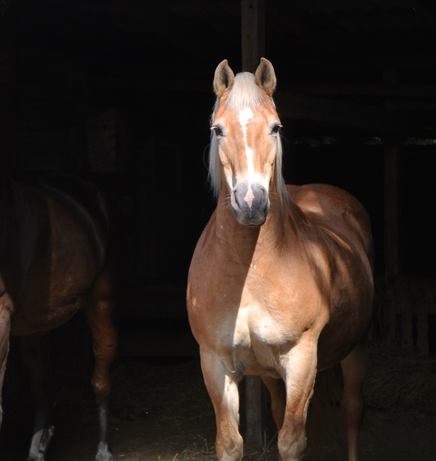 Haflinger Wallach wird von der Sonne beleuchtet und steht im Eingang zum dunklen Offenstall.