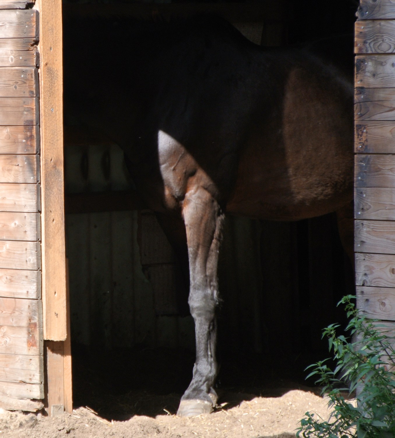 Dunkler Stalleingang, man sieht nur das Vorderbein und ein bisschen Bauch vom braunen Irish Sport Horse Wallach Limerick.
